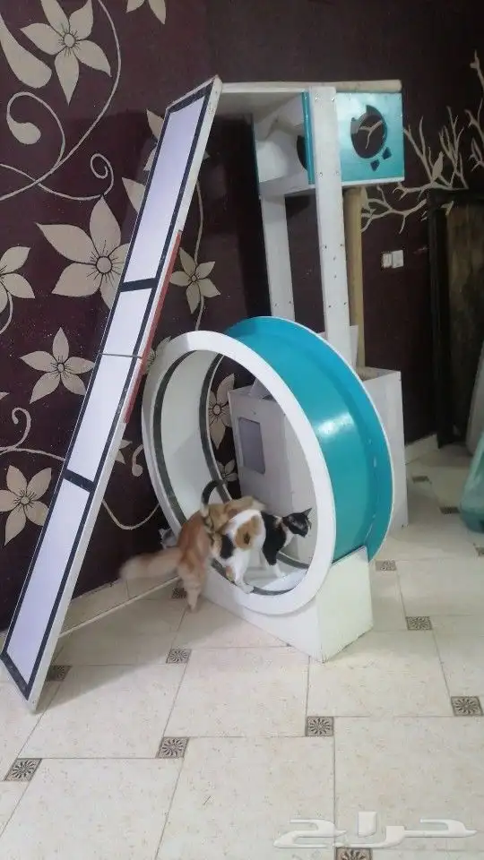 لعبة قطط 2