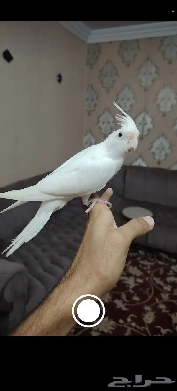 كروان اليف هدد نشيبه و مفطوم 0