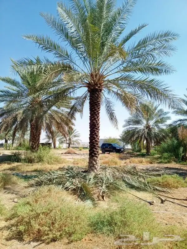 توريد وزراعه النخيل العربي والواشنطني 2