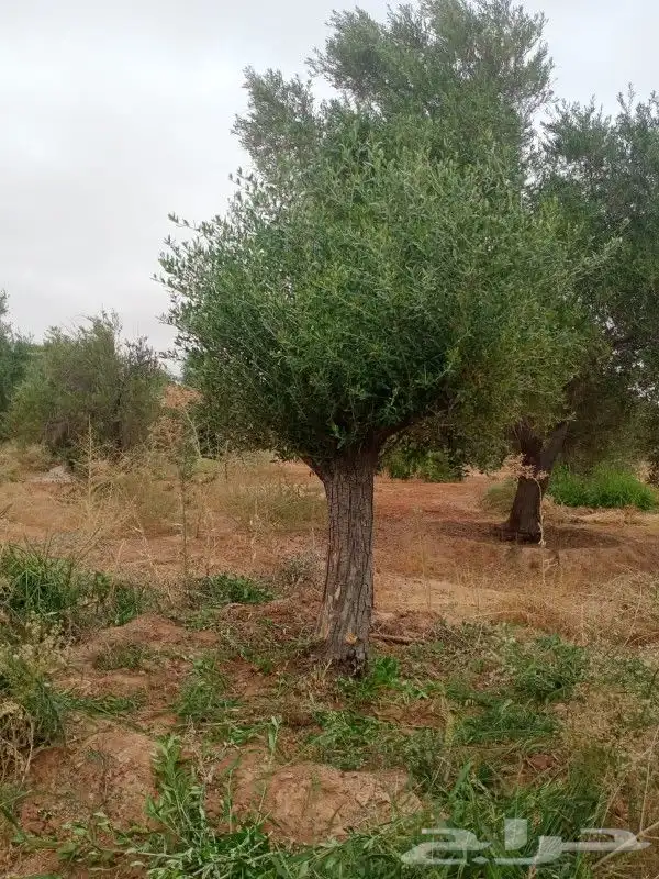 اشجار زيتون معمر 2