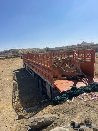 جوانب طويل في الرياض لحلال الابل في جميع مناط 2