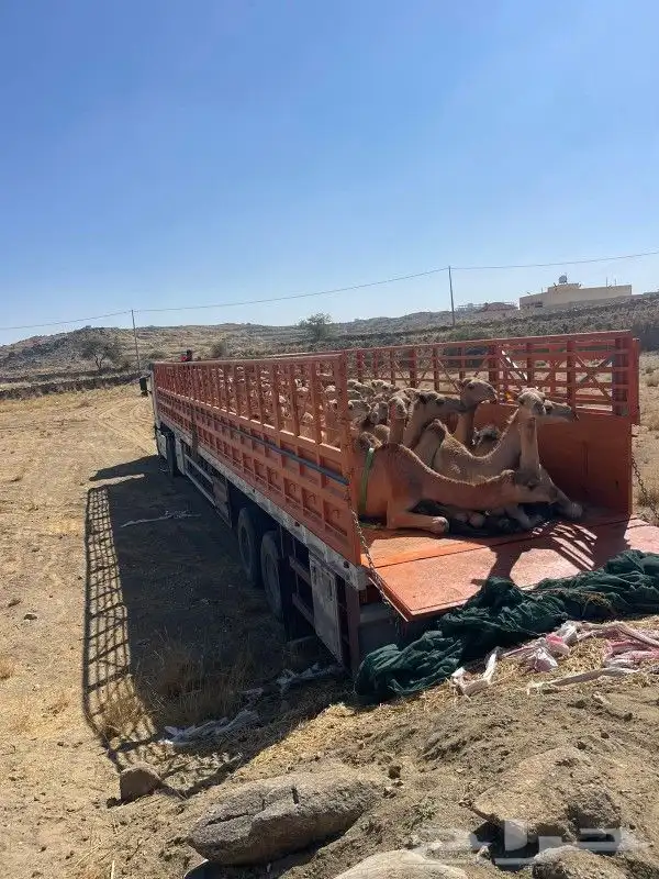 جوانب طويل في الرياض لحلال الابل في جميع مناط 2