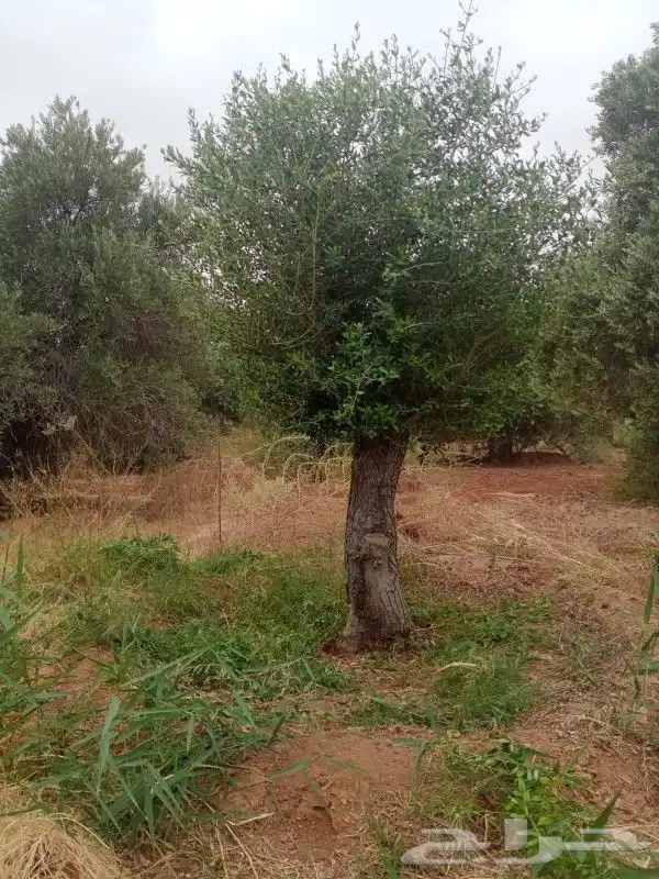 اشجار زيتون معمر 5