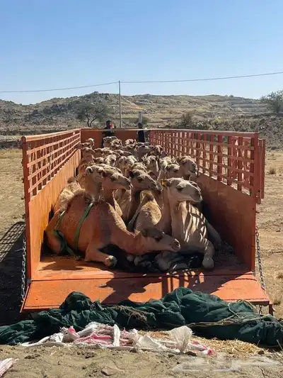 جوانب طويل في الرياض لحلال الابل في جميع مناط 3