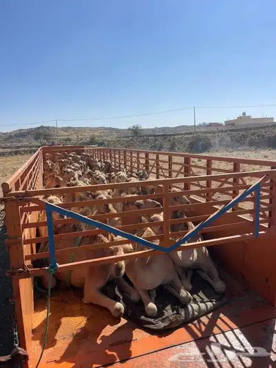 جوانب طويل في الرياض لحلال الابل في جميع مناط 1