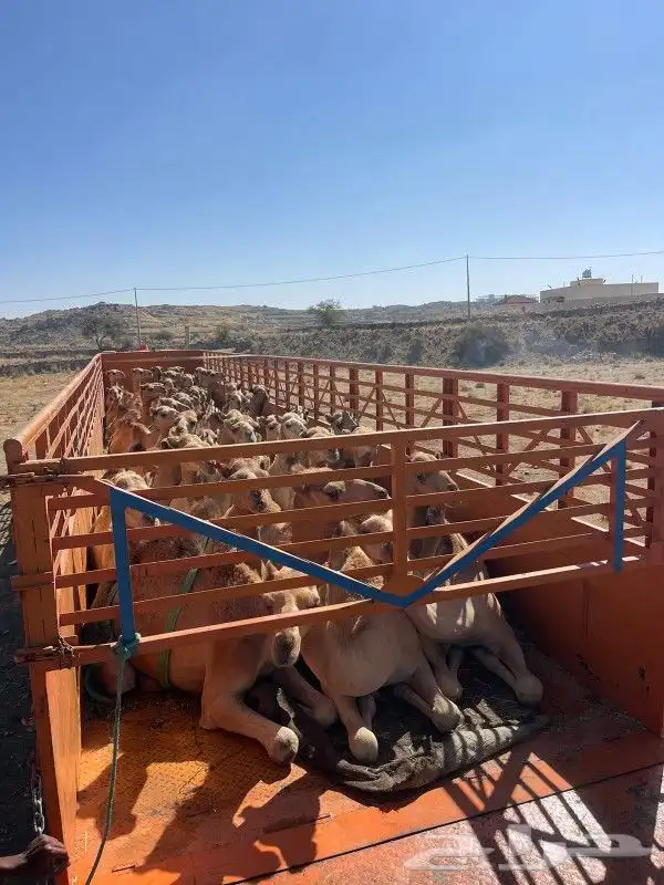 جوانب طويل في الرياض لحلال الابل في جميع مناط 1