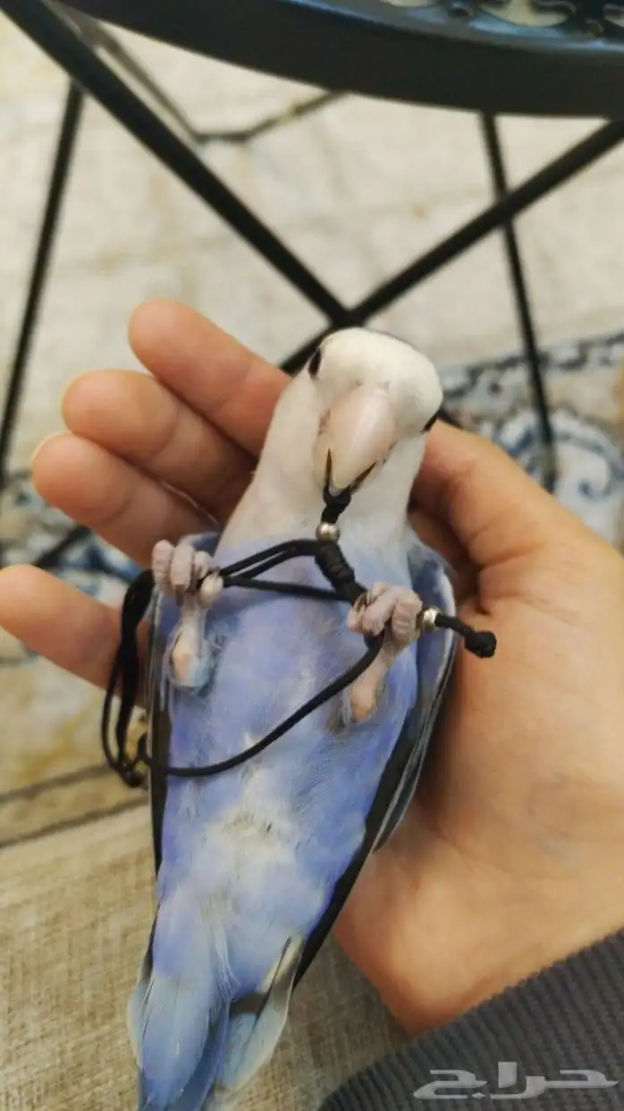 عصفور روز 3