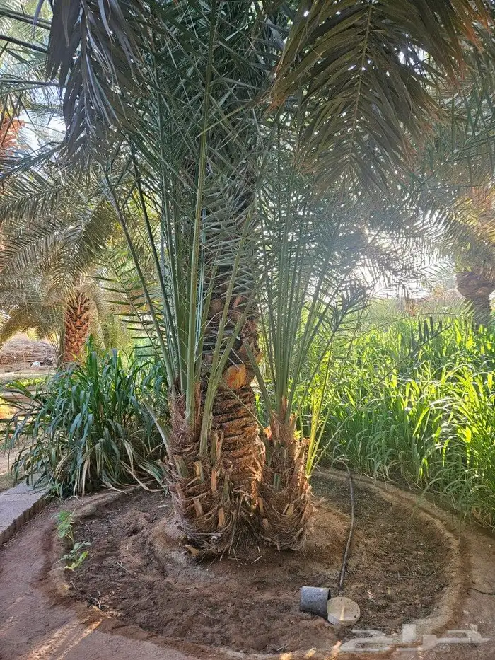 فسايل و نقايل و فروخ نخل خلاص 0