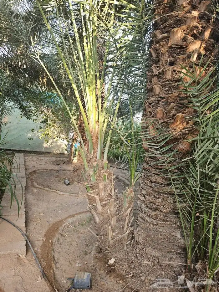فسايل و نقايل و فروخ نخل خلاص 3