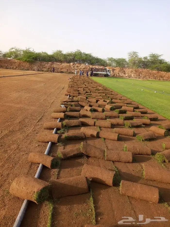 نجيل طبيعي 8