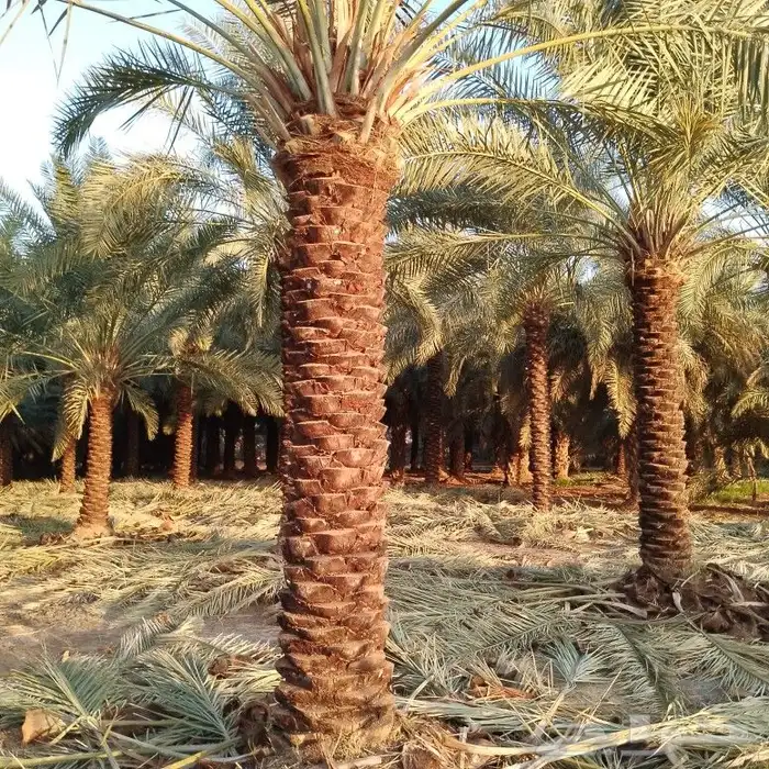 توريد فسائل ونخيل وتركيب شبوك 2