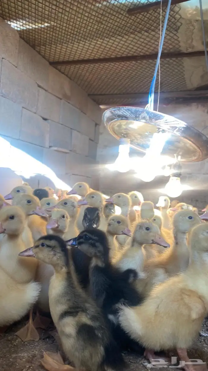 صوص بط بكيني 1