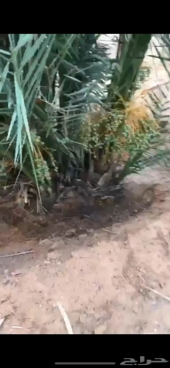 للبيع فراخه نخل خضري 1