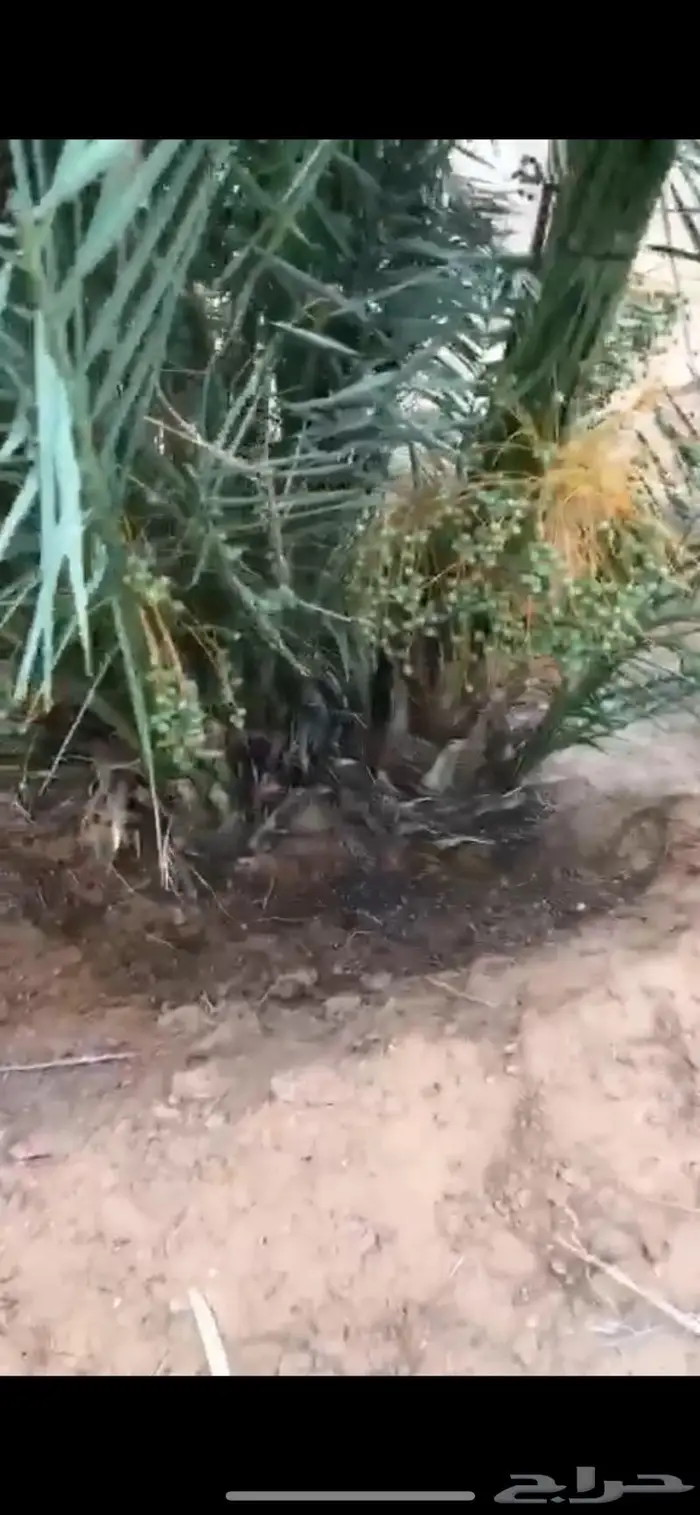 للبيع فراخه نخل خضري 2