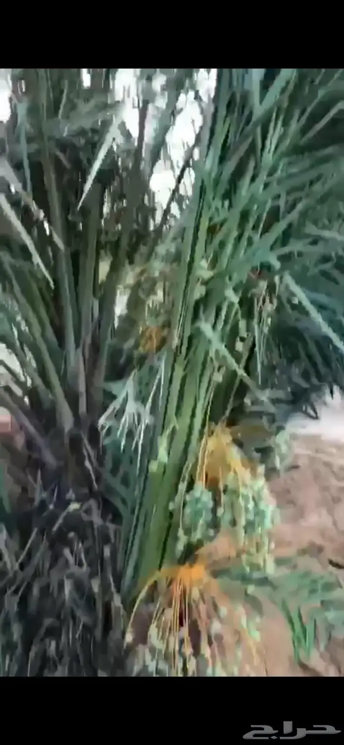 للبيع فراخه نخل خضري 4