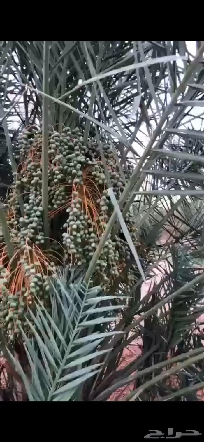 للبيع فراخه نخل خضري 5