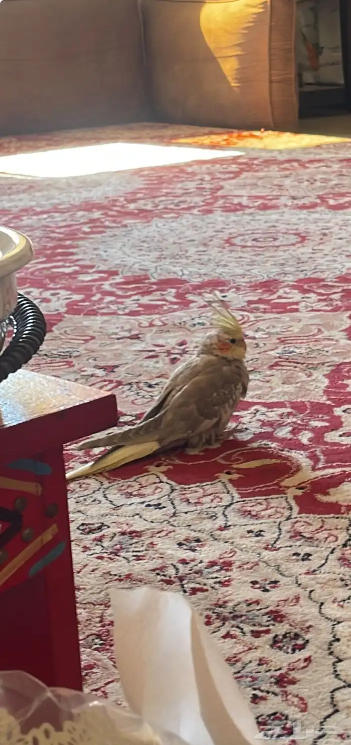 كروان أليف يحب العب 0