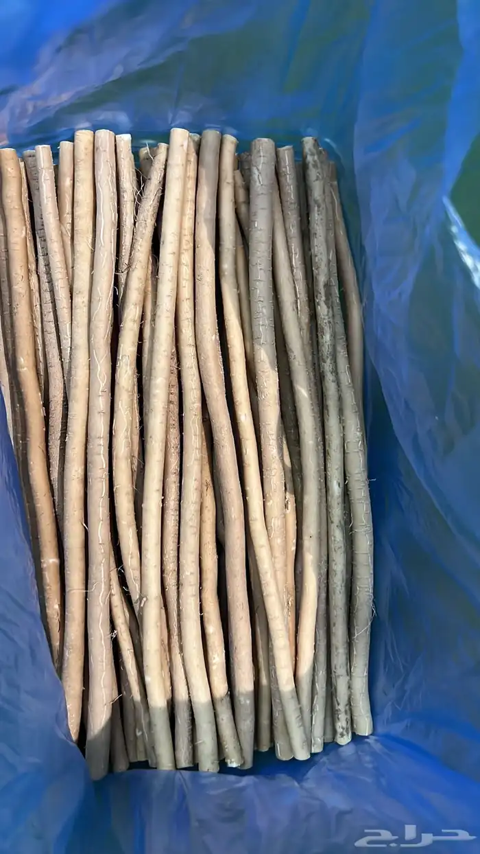 مساويك جمله واسعار جدا ممتازه 4