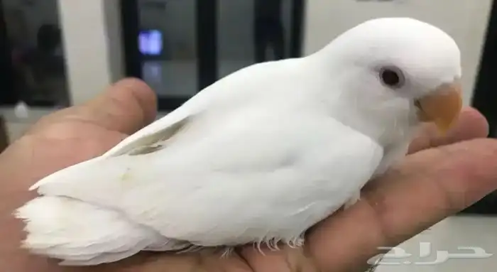 روز البينو تم البيع 0