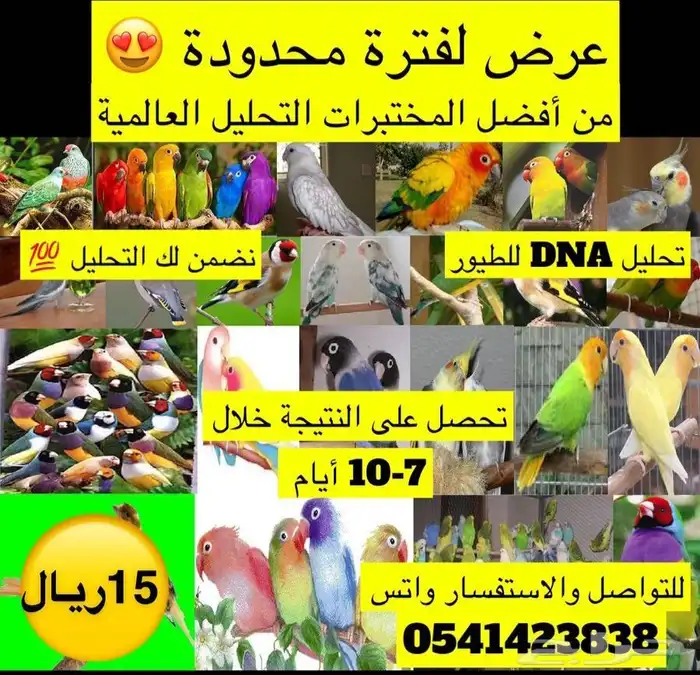 تحليل جميع الطيور لمعرفة جنس الطير لدى أفضل المختبرات 0