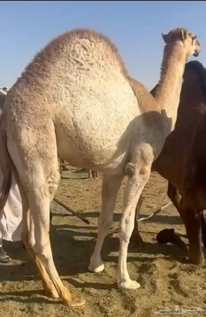 قعود فل الفل مغلق كايف للبيع 1