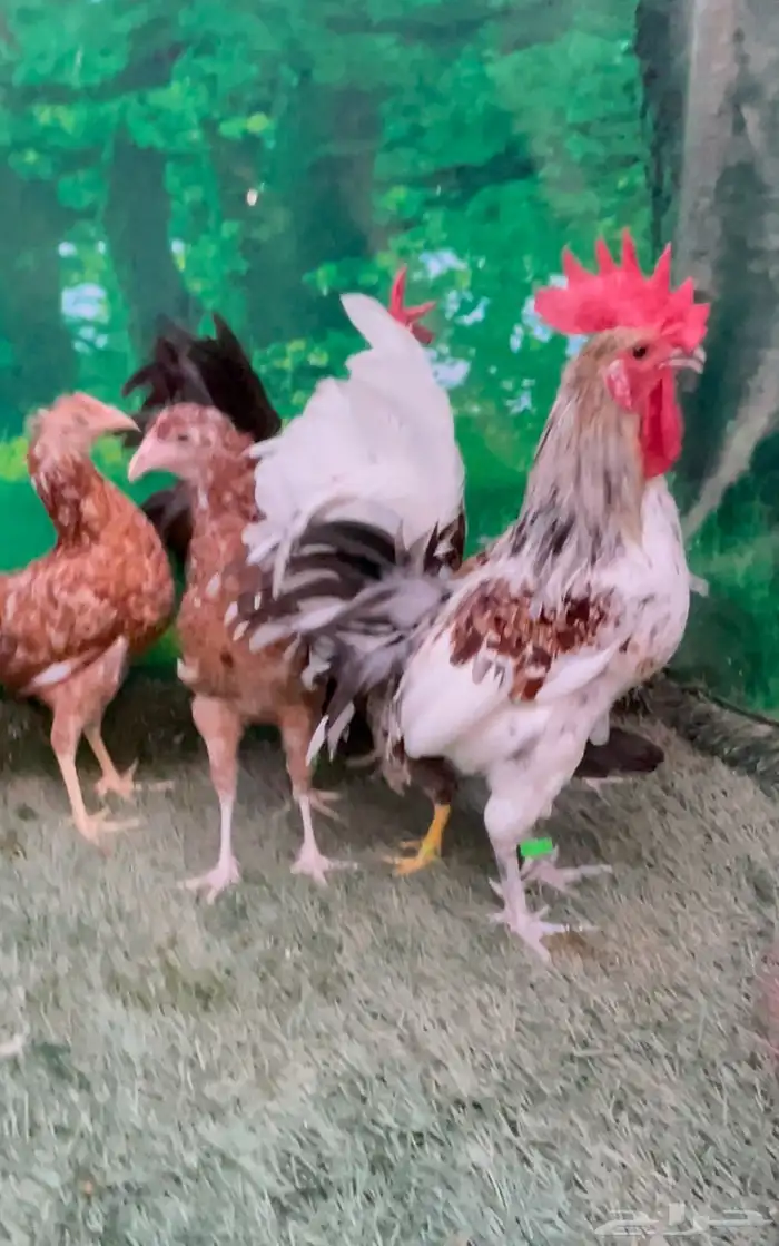 دجاج ماكنتوش عربي 0