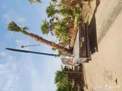 قلع وغرس وتوريد ونقل جميع انواع النخيل 0