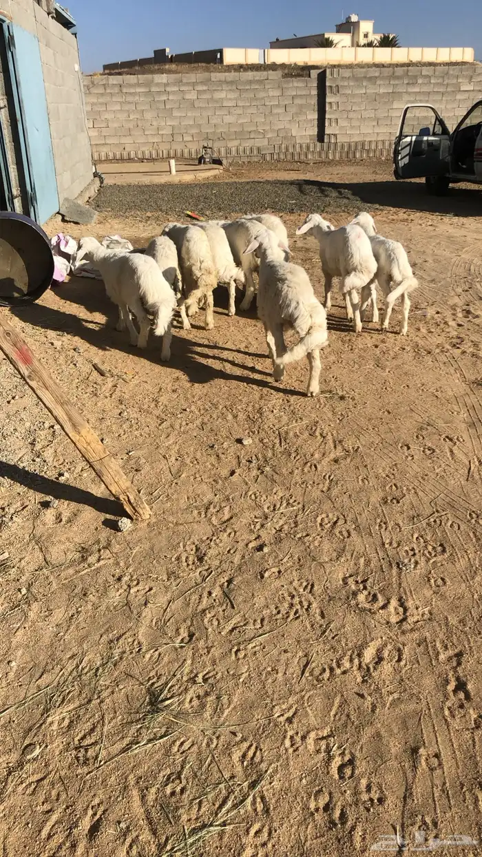 أبو ذيب للذبائح 8