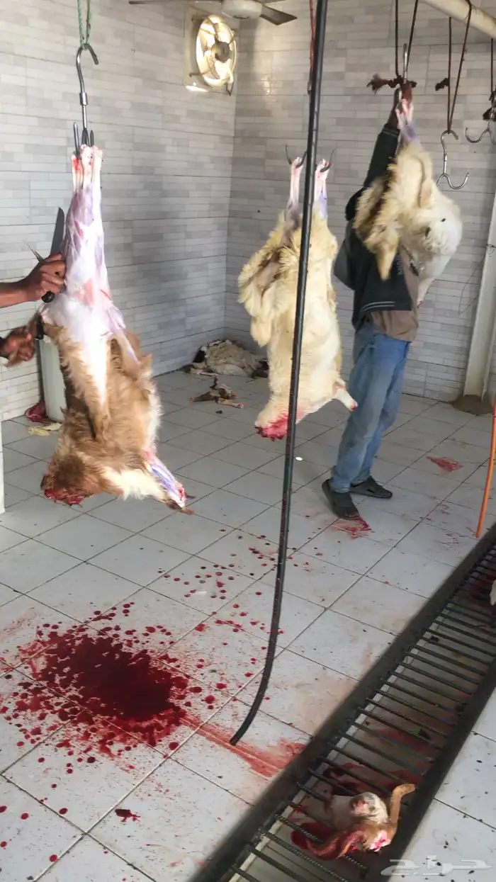 تيوس وخرفان ( ذبح وتوصيل ) 13