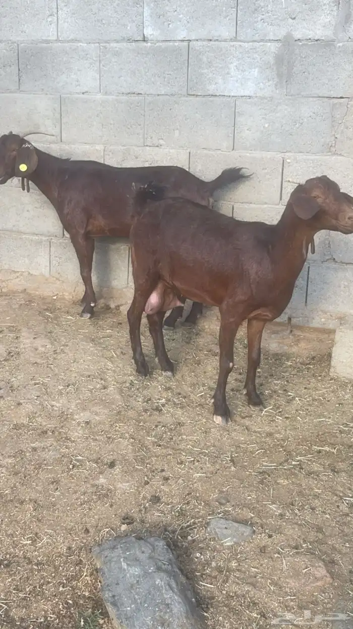 عنقان دهم دبس ( تم البيع ) 0