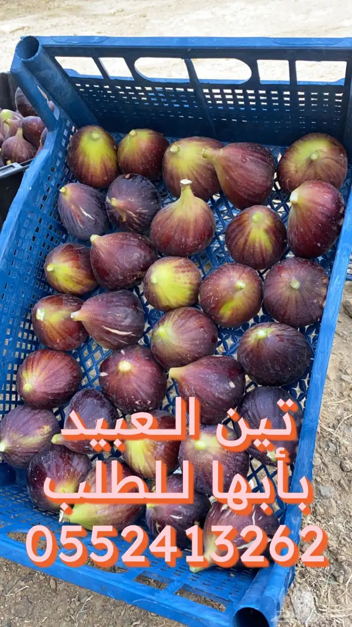 شتلات تين العبيد 0