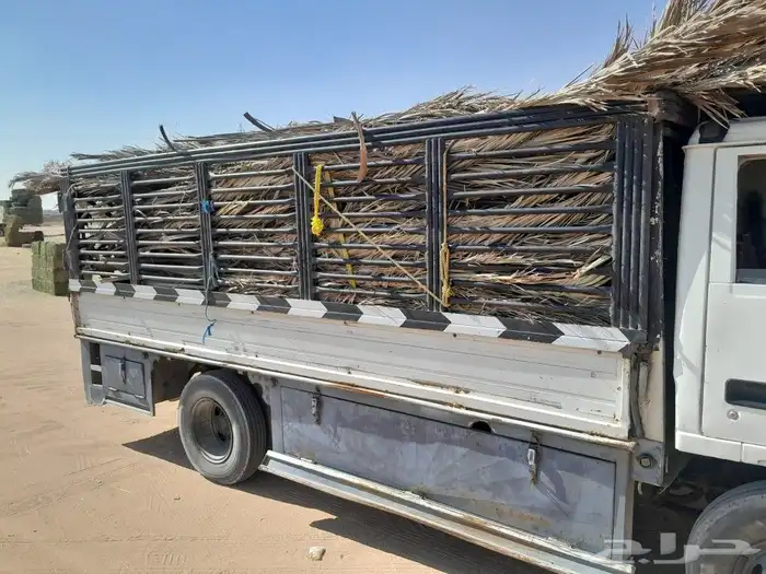 جريد نخل سعف داخل الرياض 0