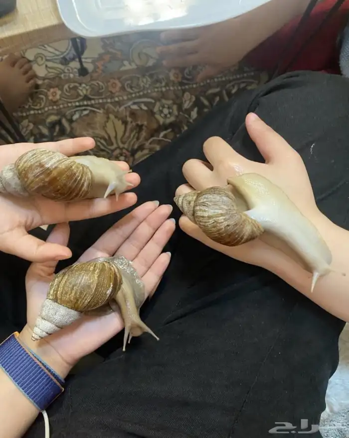 طيور ارانب سلاحف اسماك 4