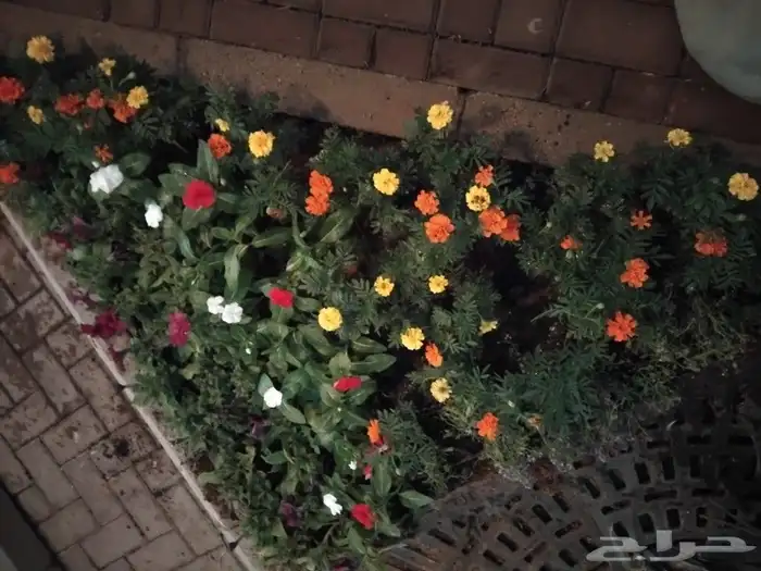 مشتل ابوياسر لزراعة الحديقه 1