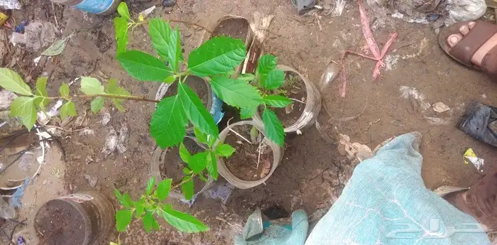 شتلات تين إندونيسيا وغيره نادر 2