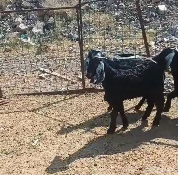 تيوس عوارض وطليان حري 6