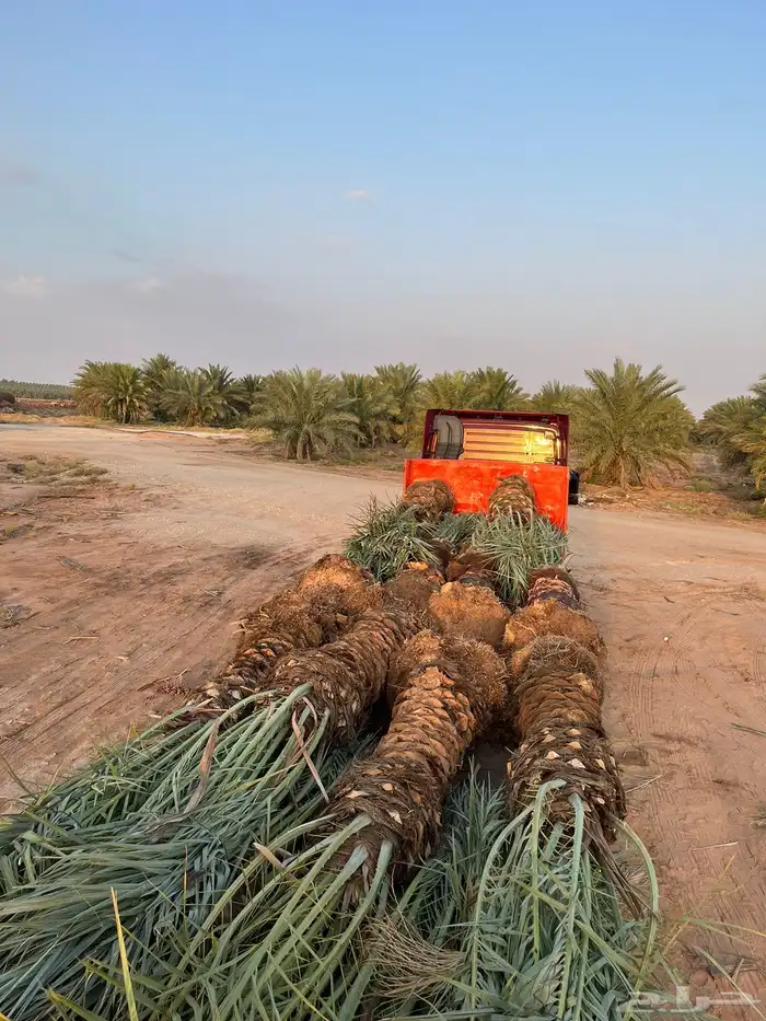 نخل مثمر طالع من القصيم للغربيه الطايف مكه جده 3