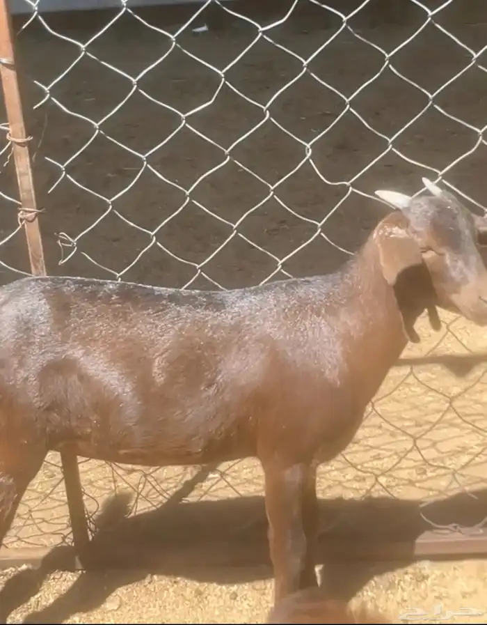 عنقان دهم دبس ( تم البيع ) 1