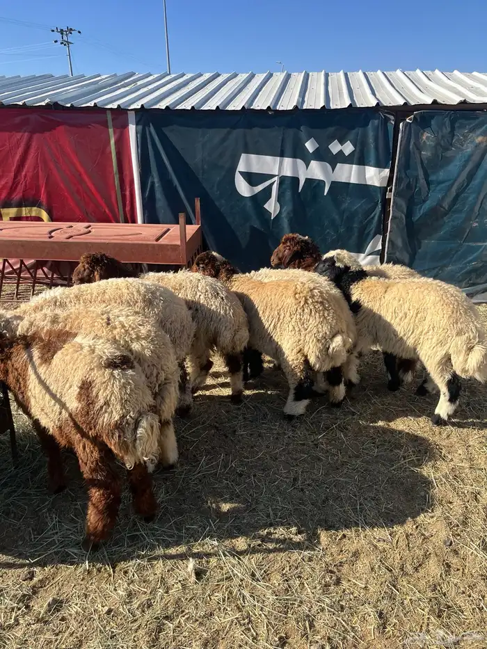 خرفان وتيوس ( يتوفر ذبح وتوصيل) 22