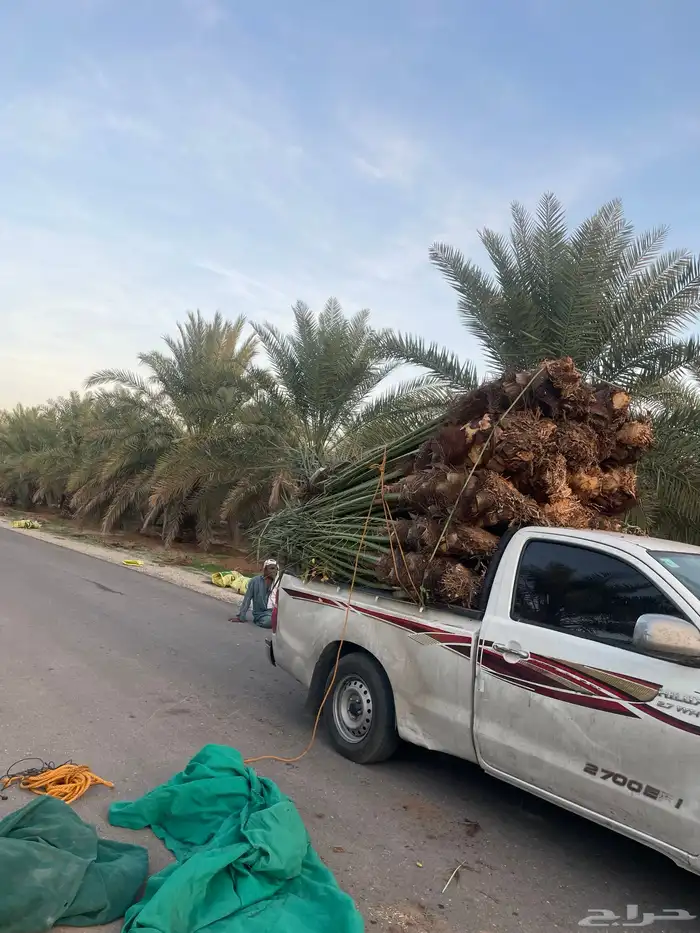 نخل مثمر طالع من القصيم للغربيه الطايف مكه جده 0