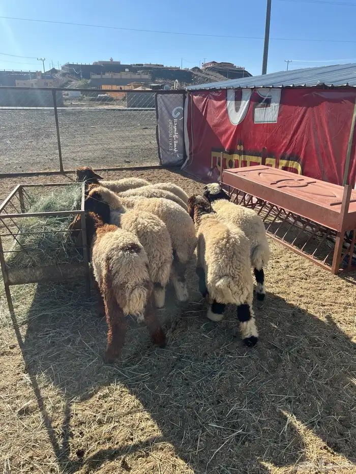 ذبح وتوصيل 11