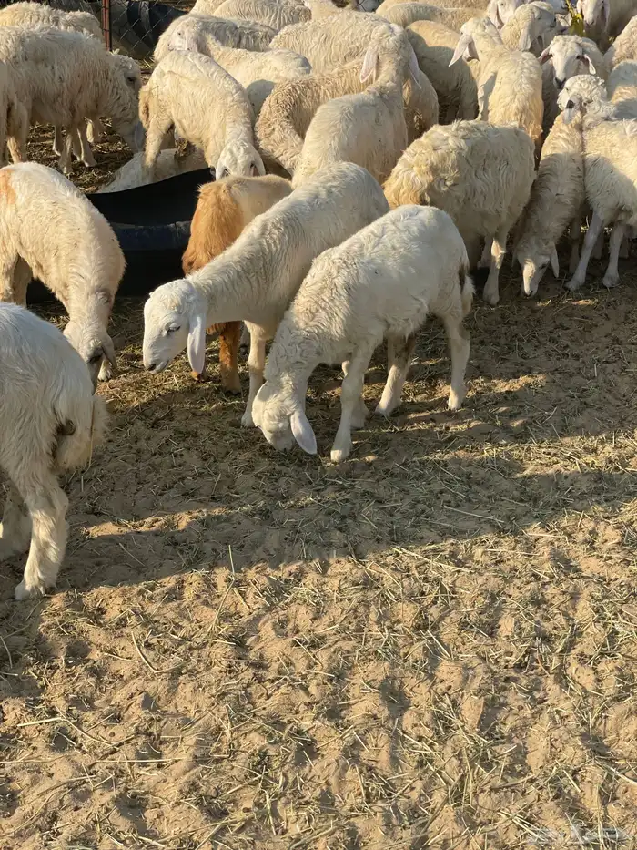 طليان حريه اكثره خرفان العدد 83 0