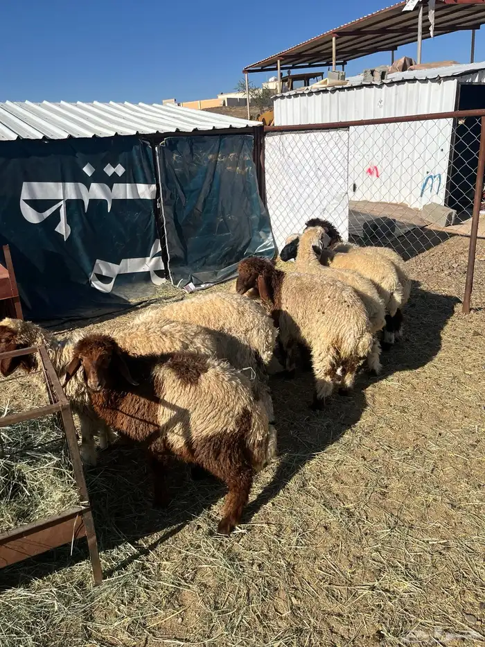 ذبح وتوصيل 12