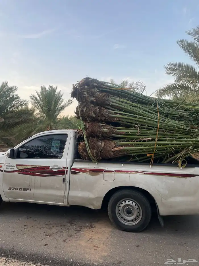 نخل مثمر طالع من القصيم للغربيه الطايف مكه جده 1