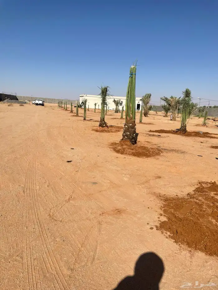 نخل مثمر طالع من القصيم للغربيه الطايف مكه جده 4