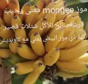شتلات تين إندونيسيا وغيره نادر 20