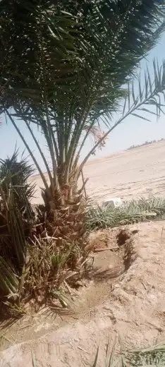 نعمل في تركيب اشبوك علا أنواعه وتوريد النخيل علا أنواعه 8