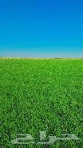 ثيل طبيعي درجه اولى شرط 9