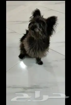 كلب مكس بارمينيز مع مالتيز 0