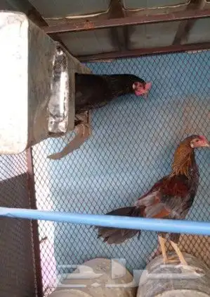 للبيع دجاجتين وديكين براهما وباكستاني الموقع حي الجامعه 5